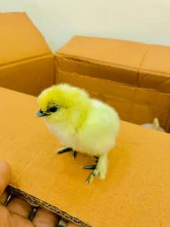 10 week silki hen for sale male and female pair