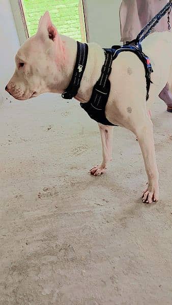 Dogo Argentino and Pitbull cross Female dog for sale age 8 to 9 month 2