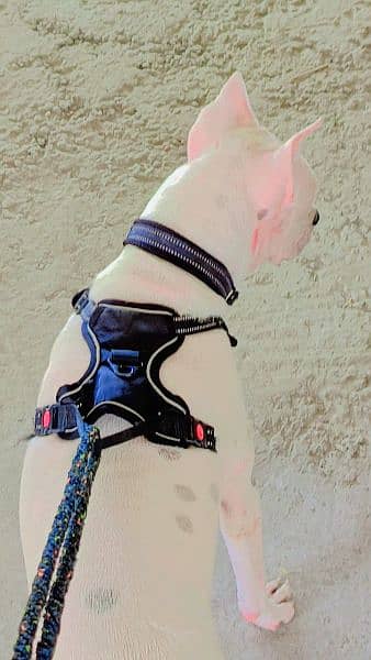 Dogo Argentino and Pitbull cross Female dog for sale age 8 to 9 month 3