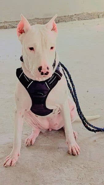 Dogo Argentino and Pitbull cross Female dog for sale age 8 to 9 month 5