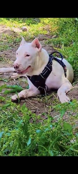 Dogo Argentino and Pitbull cross Female dog for sale age 8 to 9 month 0