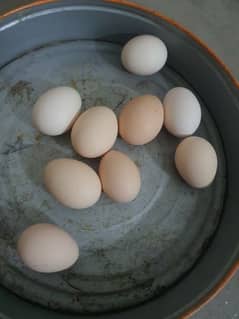 Pure Desi Eggs Awailable