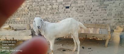 goat for sale in layyah