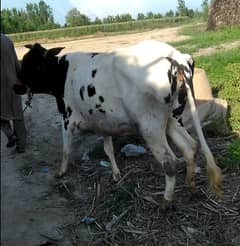 Cow for Qurbany