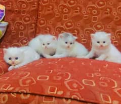 Persian Triple Coated Kittens