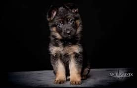 Gsd puppies available