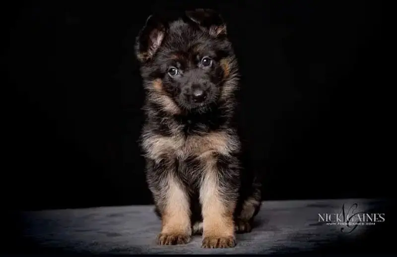 German Shepherd | Puppy | Long Coat | puppies | Dog For Sale | GSD