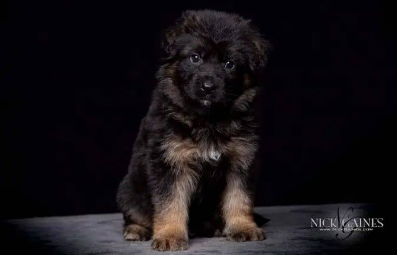 German shepherd puppies / German shepherd dog / GSD puppy 1