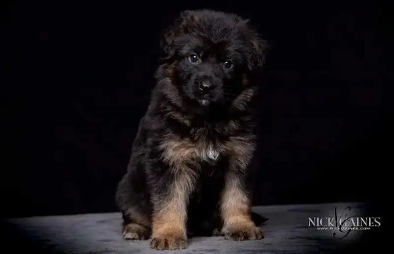 German Shepherd | Puppy | Long Coat | puppies | Dog For Sale | GSD — photo 2