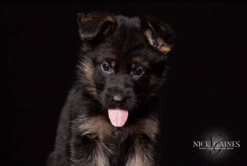 German shepherd puppies / German shepherd dog / GSD puppy 2