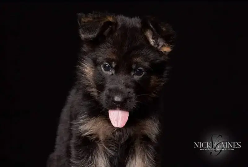 German Shepherd | Puppy | Long Coat | puppies | Dog For Sale | GSD — photo 3