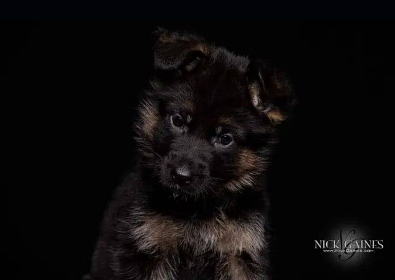 German shepherd puppies / German shepherd dog / GSD puppy 3