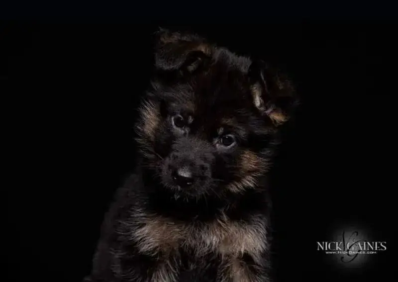 German Shepherd | Puppy | Long Coat | puppies | Dog For Sale | GSD — photo 4