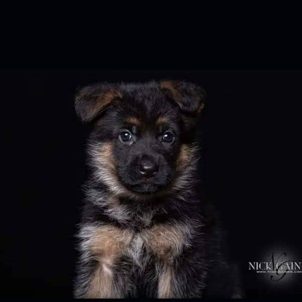 German shepherd puppies / German shepherd dog / GSD puppy 4