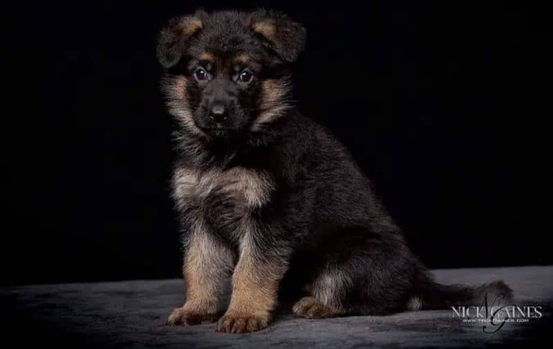 German shepherd puppies / German shepherd dog / GSD puppy 5