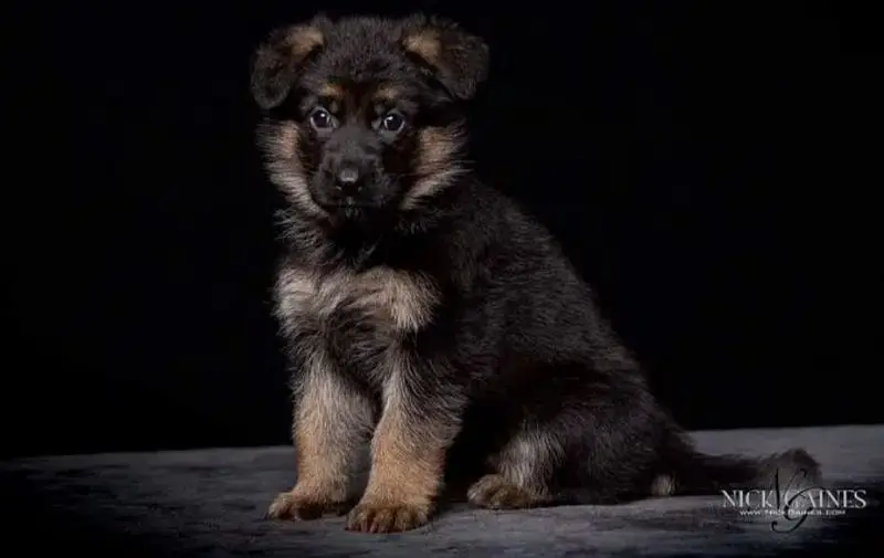 German Shepherd | Puppy | Long Coat | puppies | Dog For Sale | GSD — photo 6
