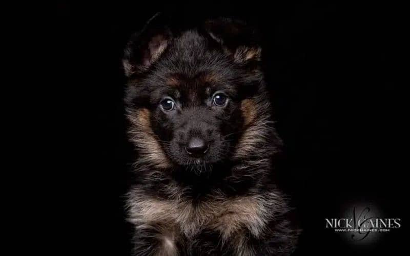 German shepherd puppies / German shepherd dog / GSD puppy 6