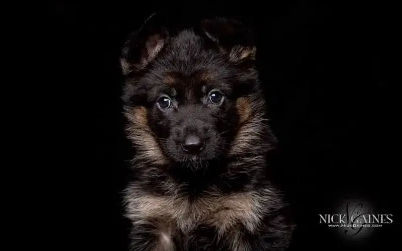 German Shepherd | Puppy | Long Coat | puppies | Dog For Sale | GSD — photo 7