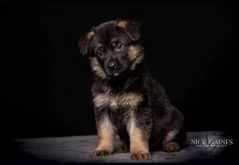 German shepherd puppies / German shepherd dog / GSD puppy 7