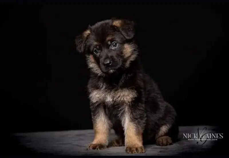 German Shepherd | Puppy | Long Coat | puppies | Dog For Sale | GSD — photo 8