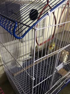 cocktaiel pair breeder with cage and breeding box 03202448000