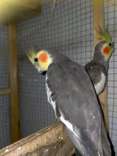 Cocktail Adult male breeder and Budgies  breeding pair urgent sales