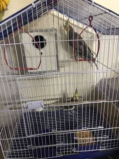 cocktaiel pair breeder with cage and breeding box 03202448000