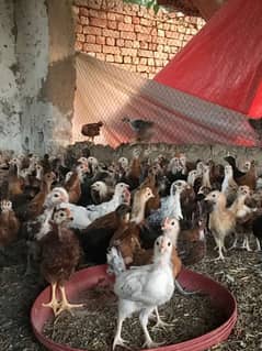 Golden Misri | desi Hens | Egg laying | Murgiya | Lohmann |chiks/hen