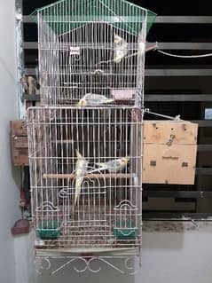 4 cockatiel with 2 cages and boxes