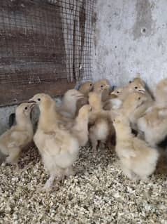 Golden buff 20 days chicks for sale