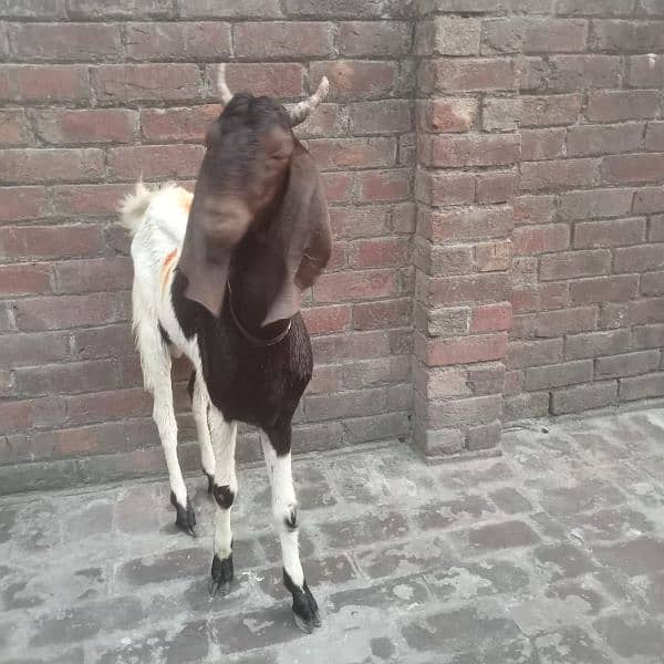 Chathra aur Bakra for sale. 1