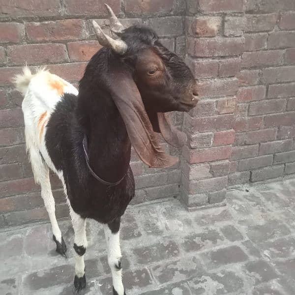 Chathra aur Bakra for sale. 14