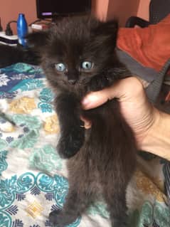 Persian Kittens for Sell