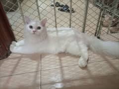 Randall female with white Persian male