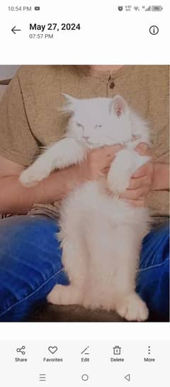 Healthy and wealthy Persion male cat for for sale for pkr 10000