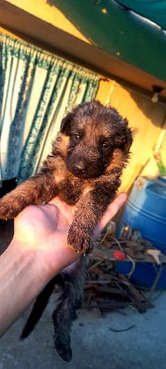 German shepherd pure puppies for sale