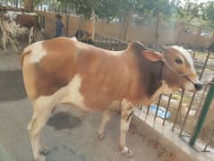 Qurbani Bull / Beautiful Qurbani animal / Qurbani 2024