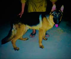 double  coat gsd male available exchange possible
