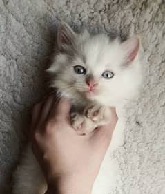 Persian kitten triple coated - Female