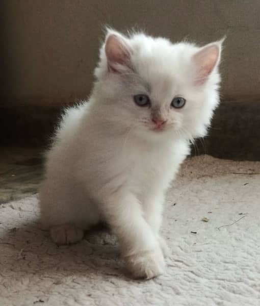 Persian kitten triple coated - Female 1