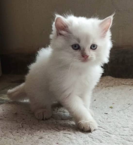 Persian kitten triple coated - Female 2