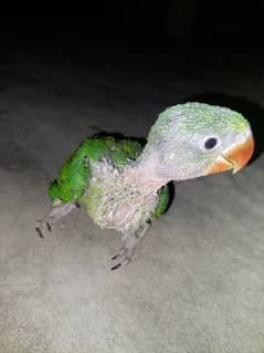raw parrot age 2 months