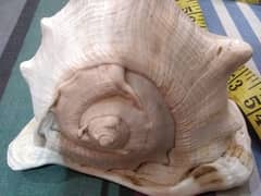 imported sea shell high quality size length 6inchesx5inches height