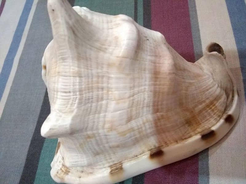 imported sea shell high quality size length 6inchesx5inches height 3