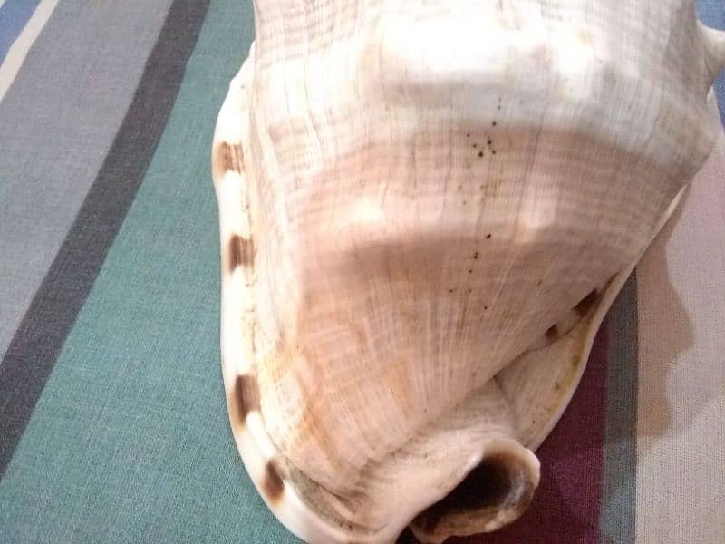 imported sea shell high quality size length 6inchesx5inches height 5