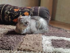 persian cat tripple coat cat breeder female