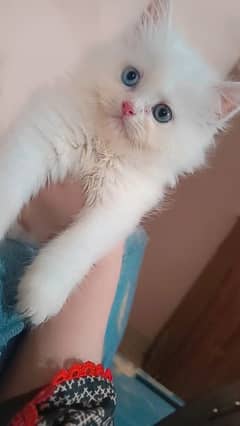 Persian kittens for sell