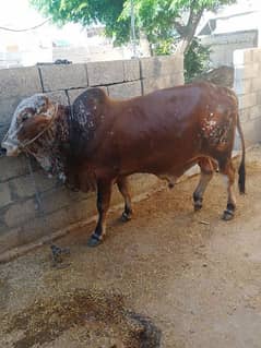 bull for sell contract number 0308-59-33-607