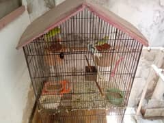 Parrots Cage