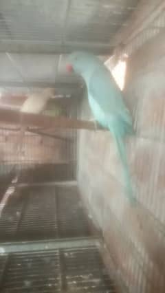 white ringneck male breeder and blue pathao